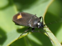 Aphanus rolandri