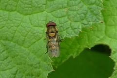 Parasyrphus lineolus