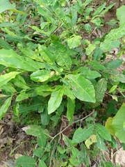 Diospyros mespiliformis