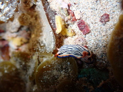 Hypselodoris maritima