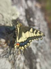 Papilio machaon