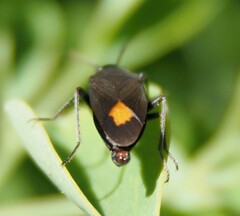 Aphanus rolandri