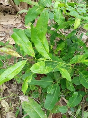 Diospyros mespiliformis