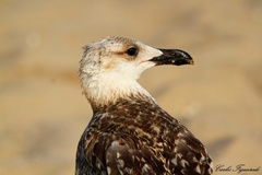Larus michahellis