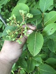 Viburnum cassinoides image