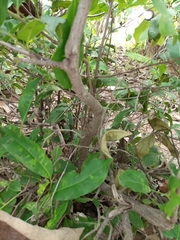 Diospyros mespiliformis