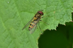 Parasyrphus lineolus