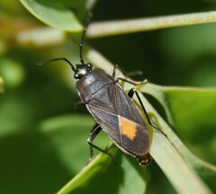 Aphanus rolandri