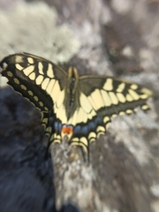 Papilio machaon