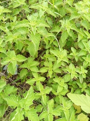 Amaranthaceae