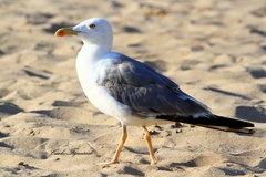 Larus michahellis