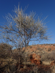 Hakea lorea