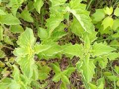 Amaranthaceae