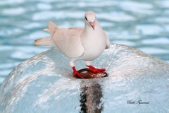 Columba livia domestica