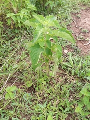 Amaranthaceae