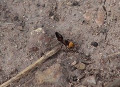 Dasymutilla dilucida