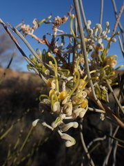 Hakea lorea