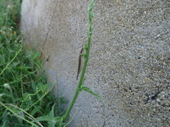 Distoleon tetragrammicus