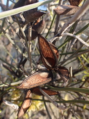 Hakea lorea
