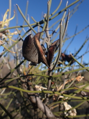 Hakea lorea