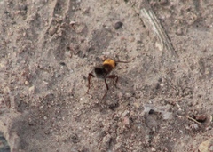 Dasymutilla dilucida