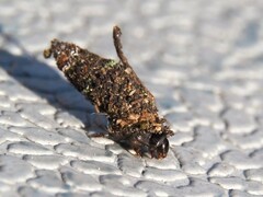 Tinea pellionella