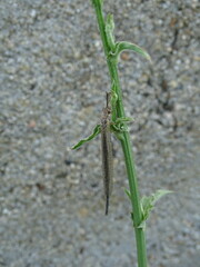 Distoleon tetragrammicus