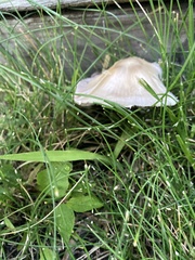 Candolleomyces candolleanus