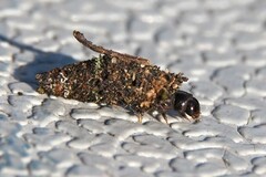Tinea pellionella