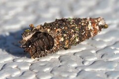 Tinea pellionella