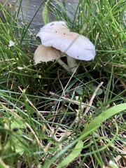 Candolleomyces candolleanus