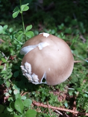 Amanita brunneofuliginea