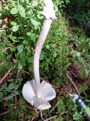 Amanita brunneofuliginea