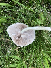 Candolleomyces candolleanus