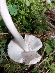 Amanita brunneofuliginea