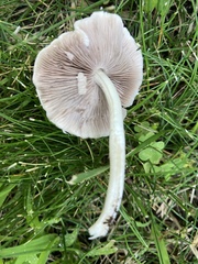 Candolleomyces candolleanus