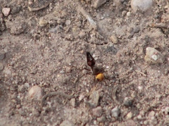 Dasymutilla dilucida
