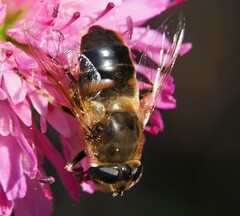 Eristalis tenax