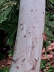 Amanita brunneofuliginea