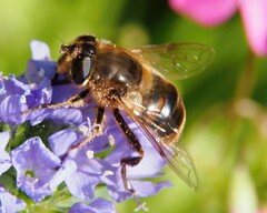 Eristalis tenax
