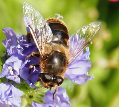 Eristalis tenax