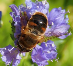 Eristalis tenax
