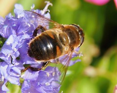 Eristalis tenax