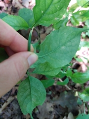 Euonymus verrucosus