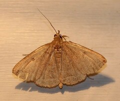 Zanclognatha marcidilinea