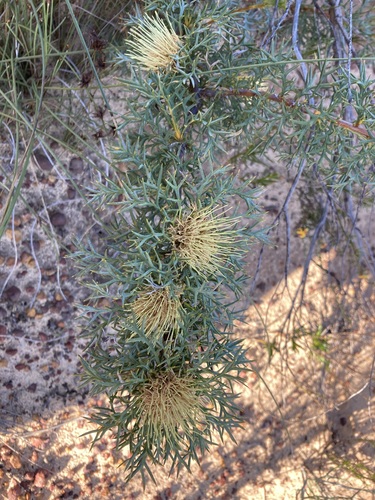 Image of Banksia fraseri by (c) Thomas Mesaglio, some rights reserved (CC BY)