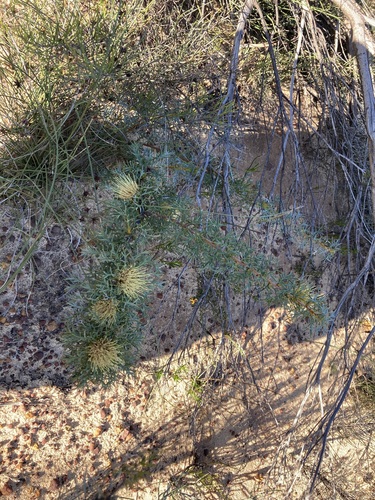 Image of Banksia fraseri by (c) Thomas Mesaglio, some rights reserved (CC BY)