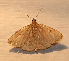 Zanclognatha marcidilinea