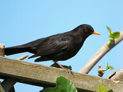Turdus merula