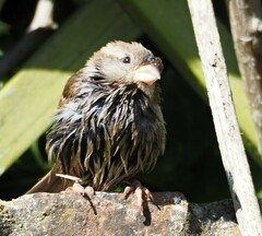 Passer domesticus